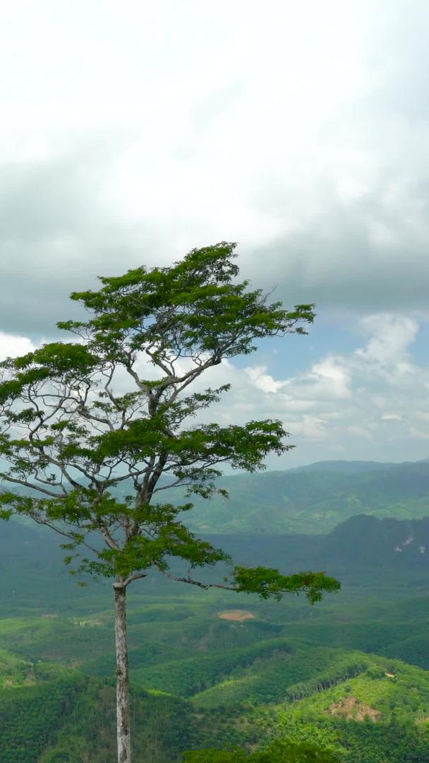 延迟泰国南部山区热带雨林视频的预览图