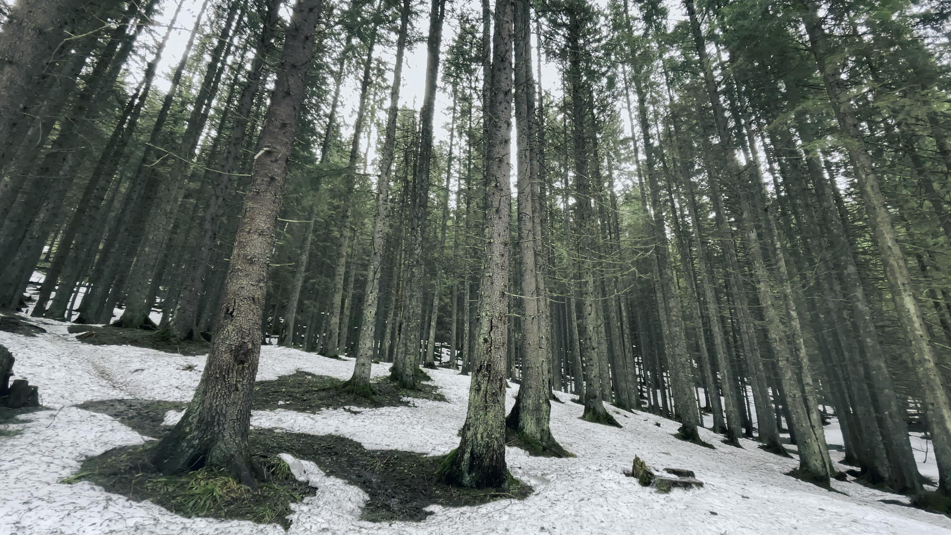 针叶林融化了雪视频的预览图