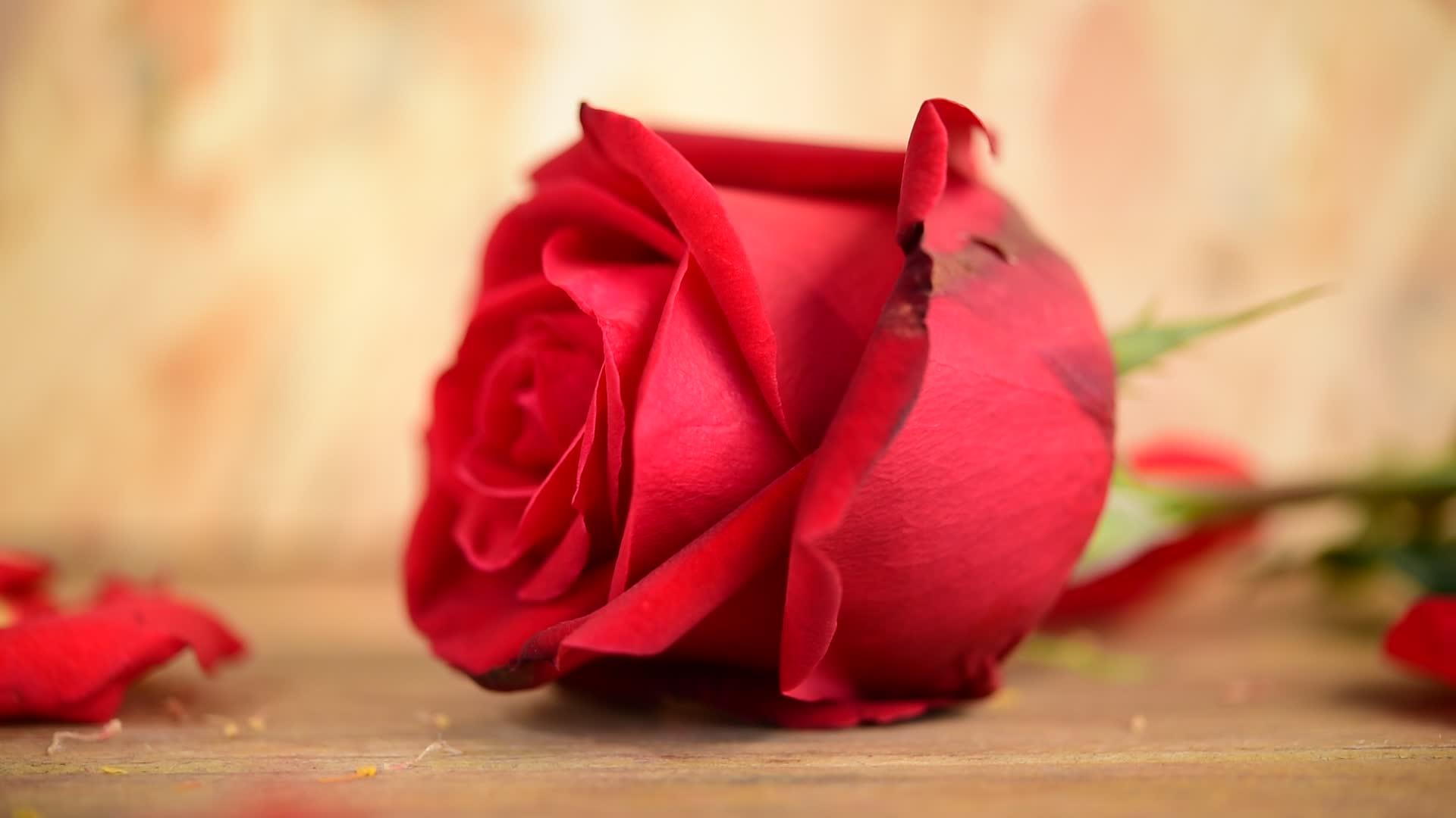 情人节那天木地板上的红玫瑰视频的预览图