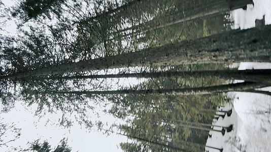 春雪中森林圆的垂直观点视频的预览图