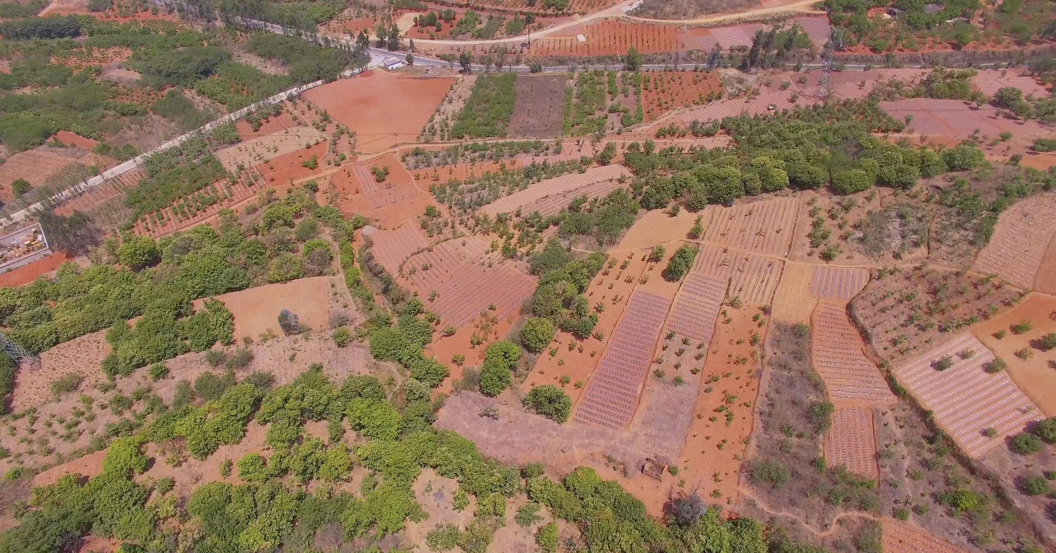 4k高原红土地植被退耕还林树木种植视频的预览图