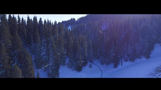 在雪山上的松树林上飞行拍摄视频的预览图