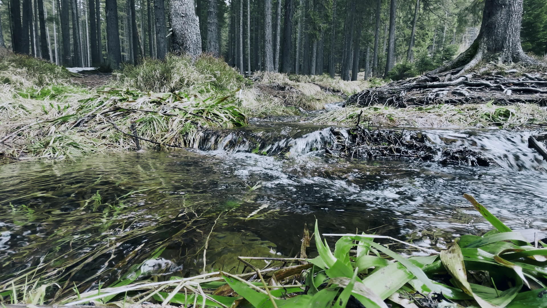 春暖花开的森林溪流视频的预览图