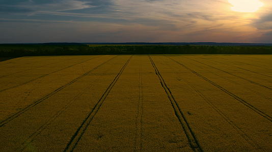 在夕阳的天空中鸟瞰麦田和路线视频的预览图