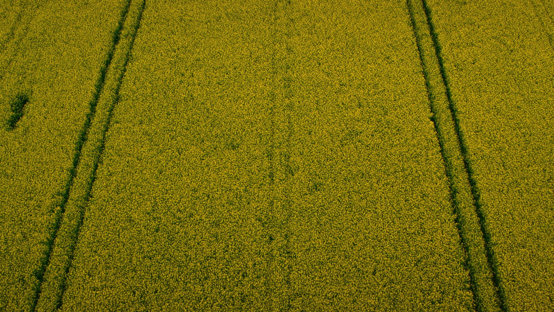 无人机用路线拍摄黄色油菜田盛开的花朵视频的预览图