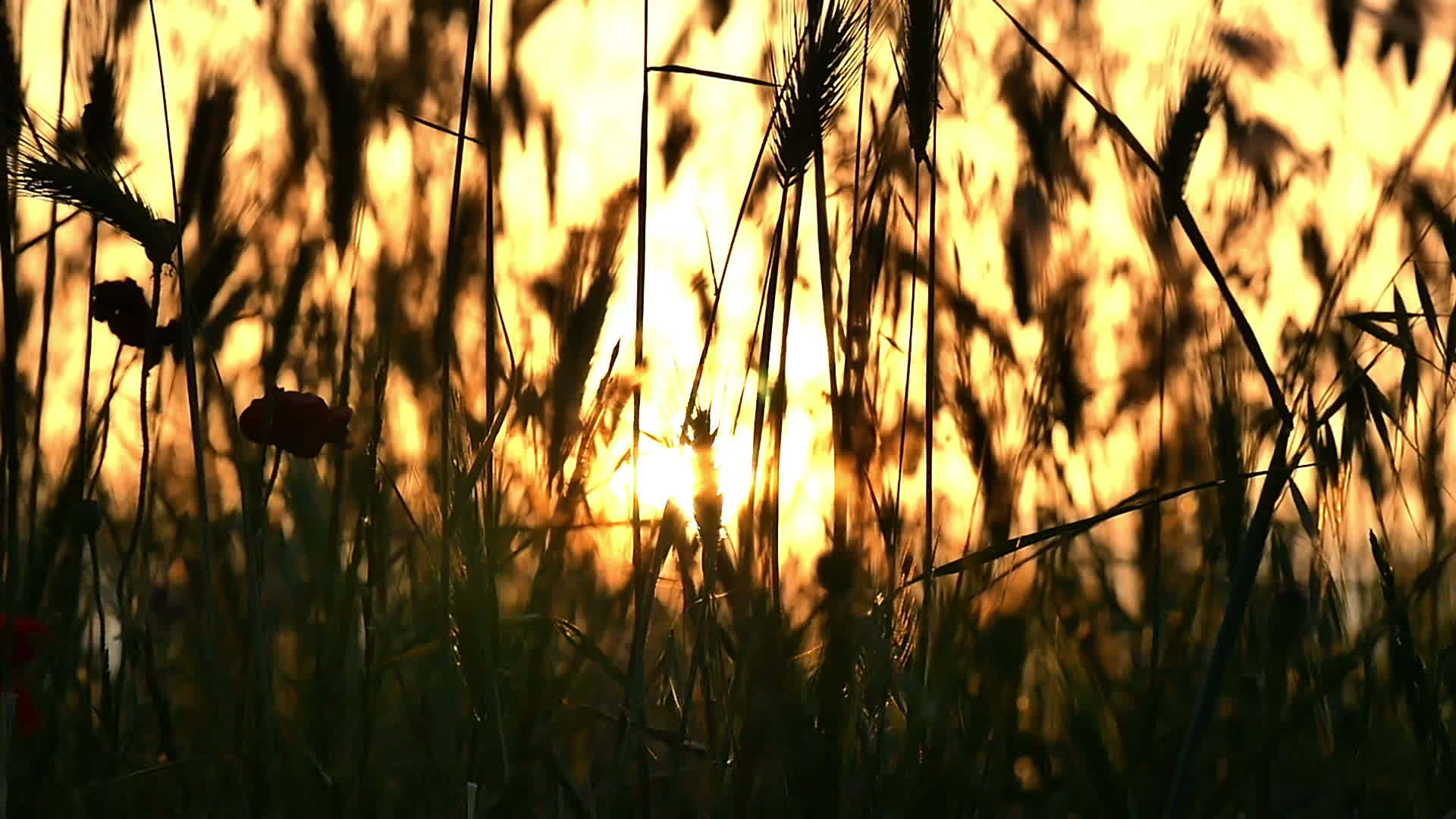 绿草在日落时缓慢移动视频的预览图