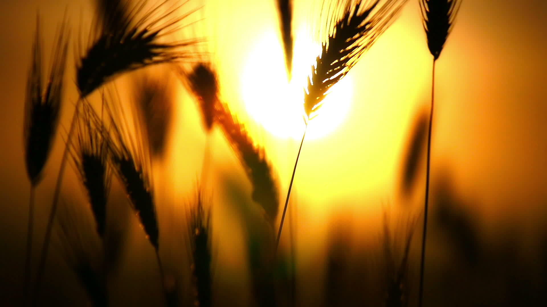 绿草在日落时缓慢移动视频的预览图