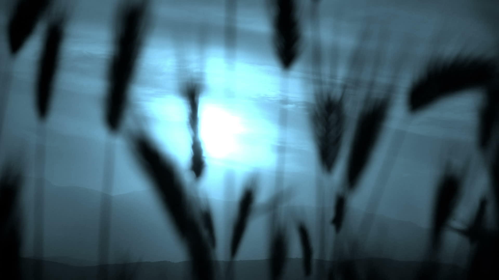 绿草夜月慢动视频的预览图