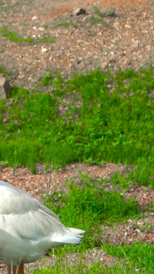 家禽养殖业鹅走地鹅实拍视频的预览图