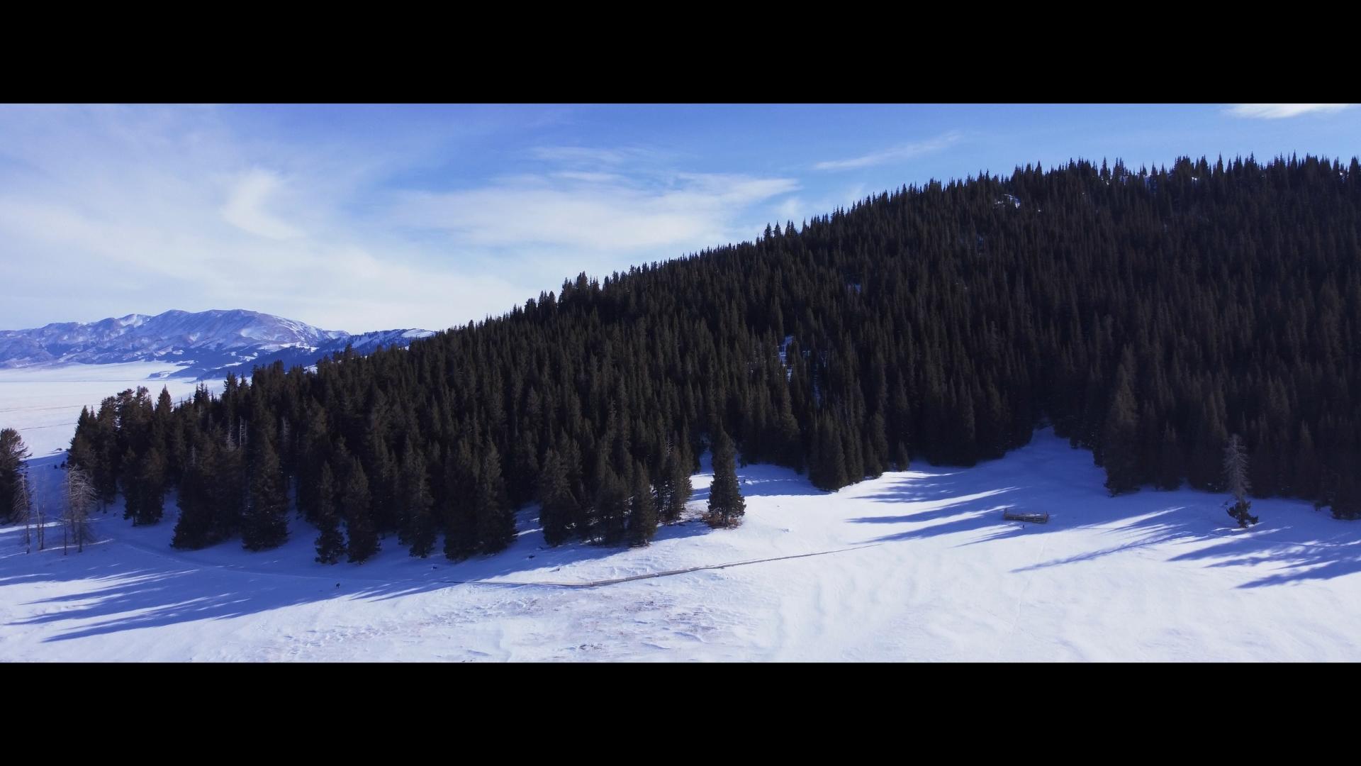 航拍雪山松树森林视频的预览图