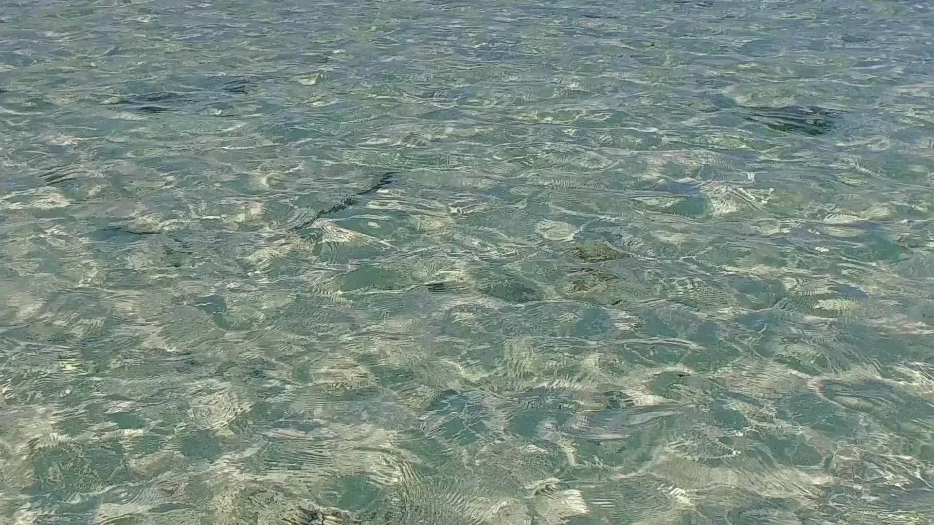 热带旅游海滩旅游的夏季性质蓝海和棕榈树附近的白沙背景视频的预览图