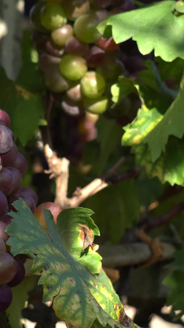 在清晨的阳光下拍摄果园葡萄视频的预览图