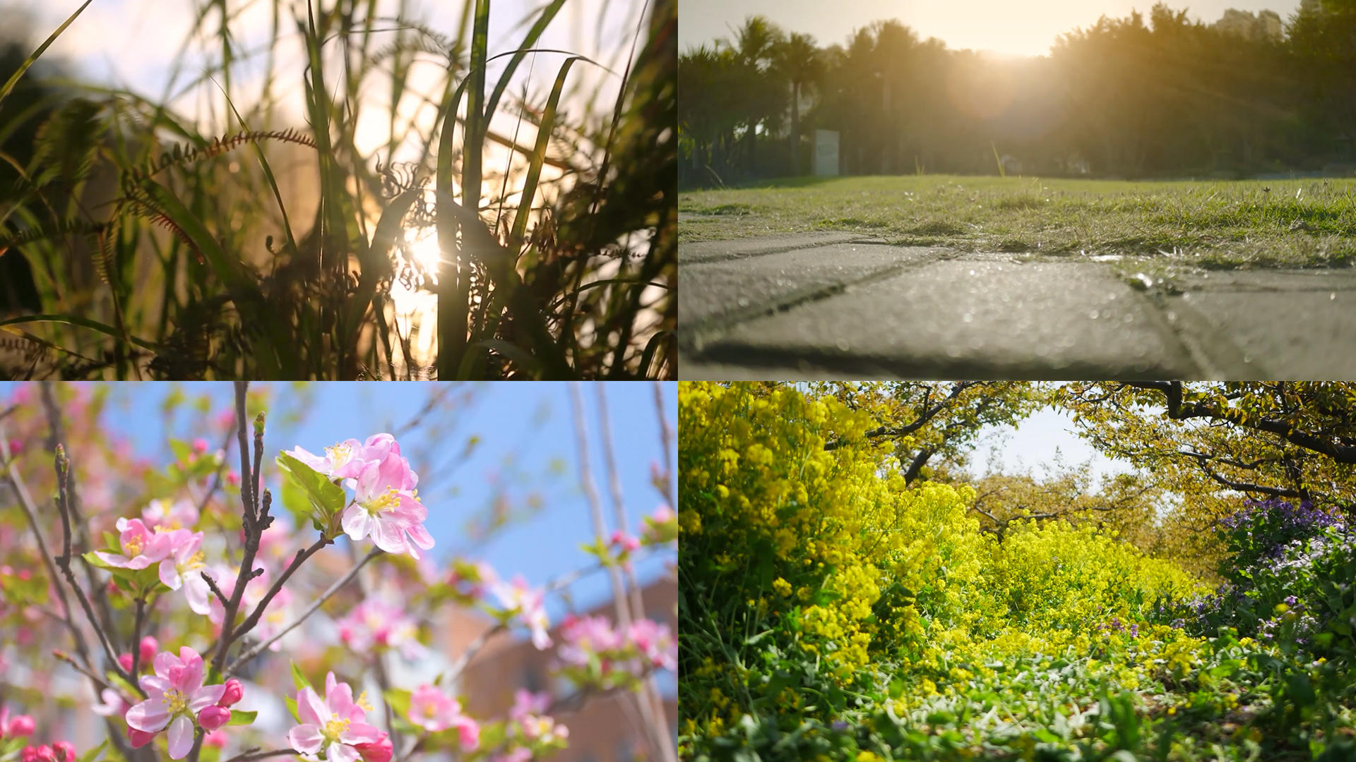 春季阳光合集视频的预览图