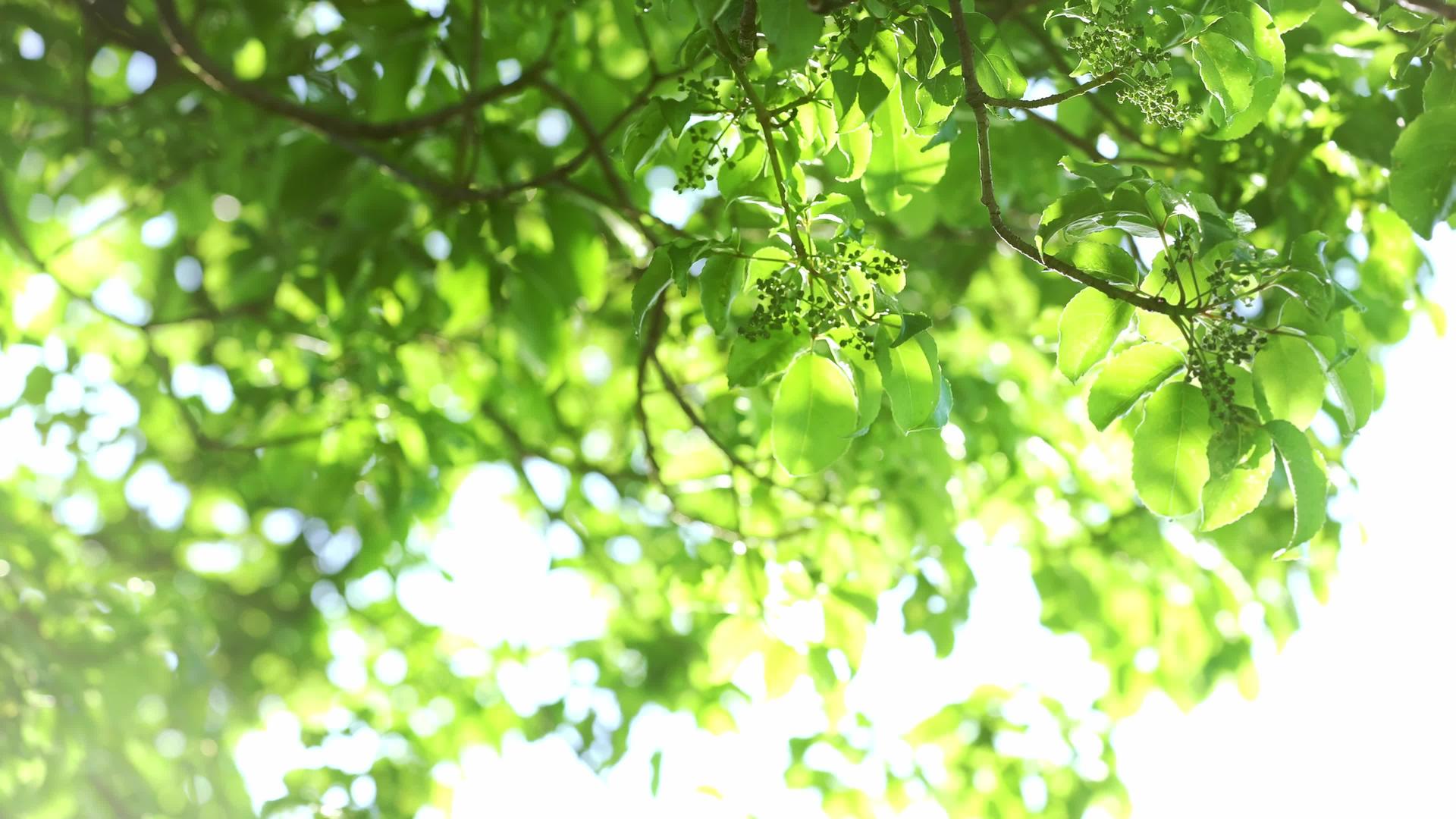 春天的阳光绿叶背景视频的预览图