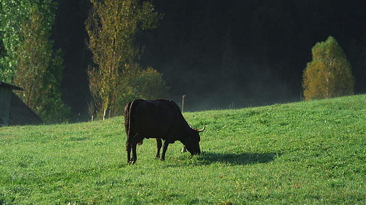 草原上吃黑牛视频的预览图