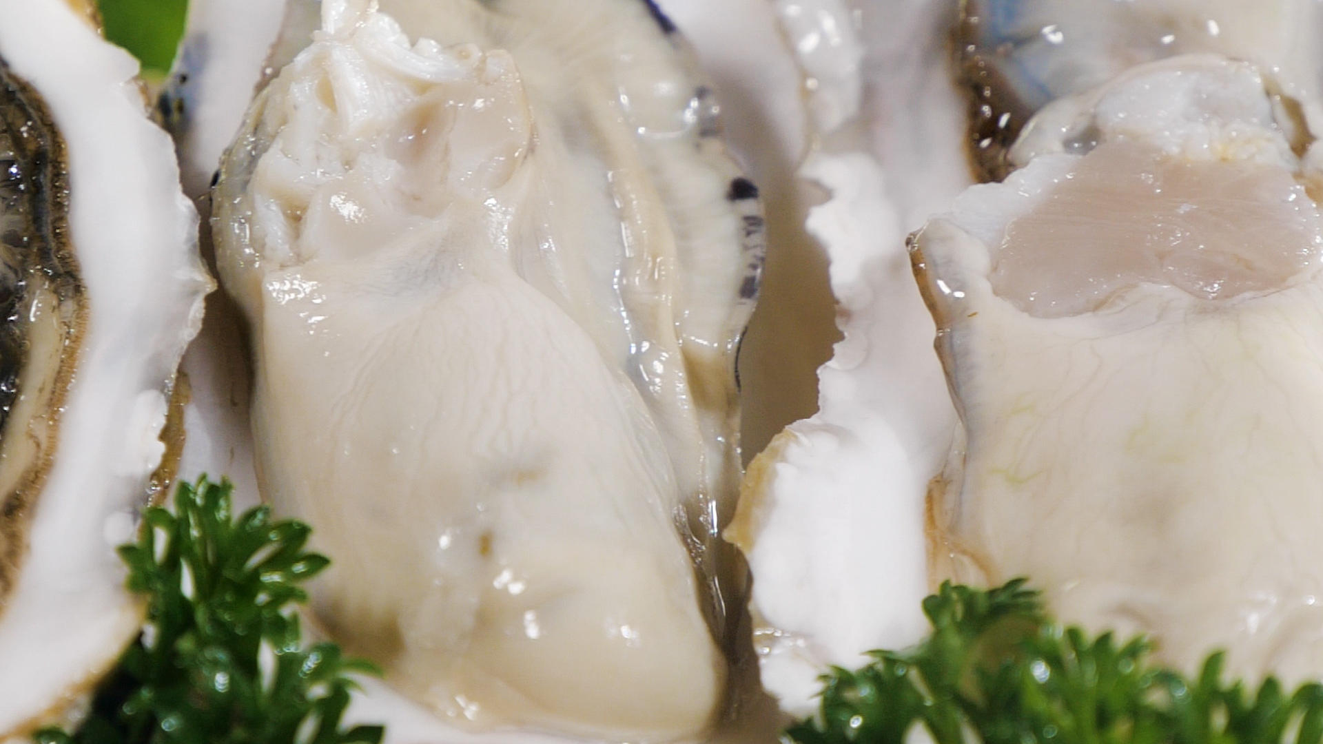 肥美海蛎子视频的预览图