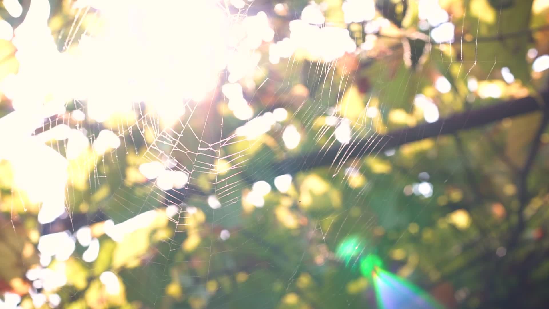 蜘蛛在树上编织蜘蛛视频的预览图