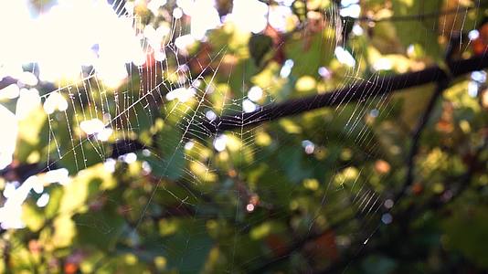 蜘蛛在树上编织蜘蛛视频的预览图