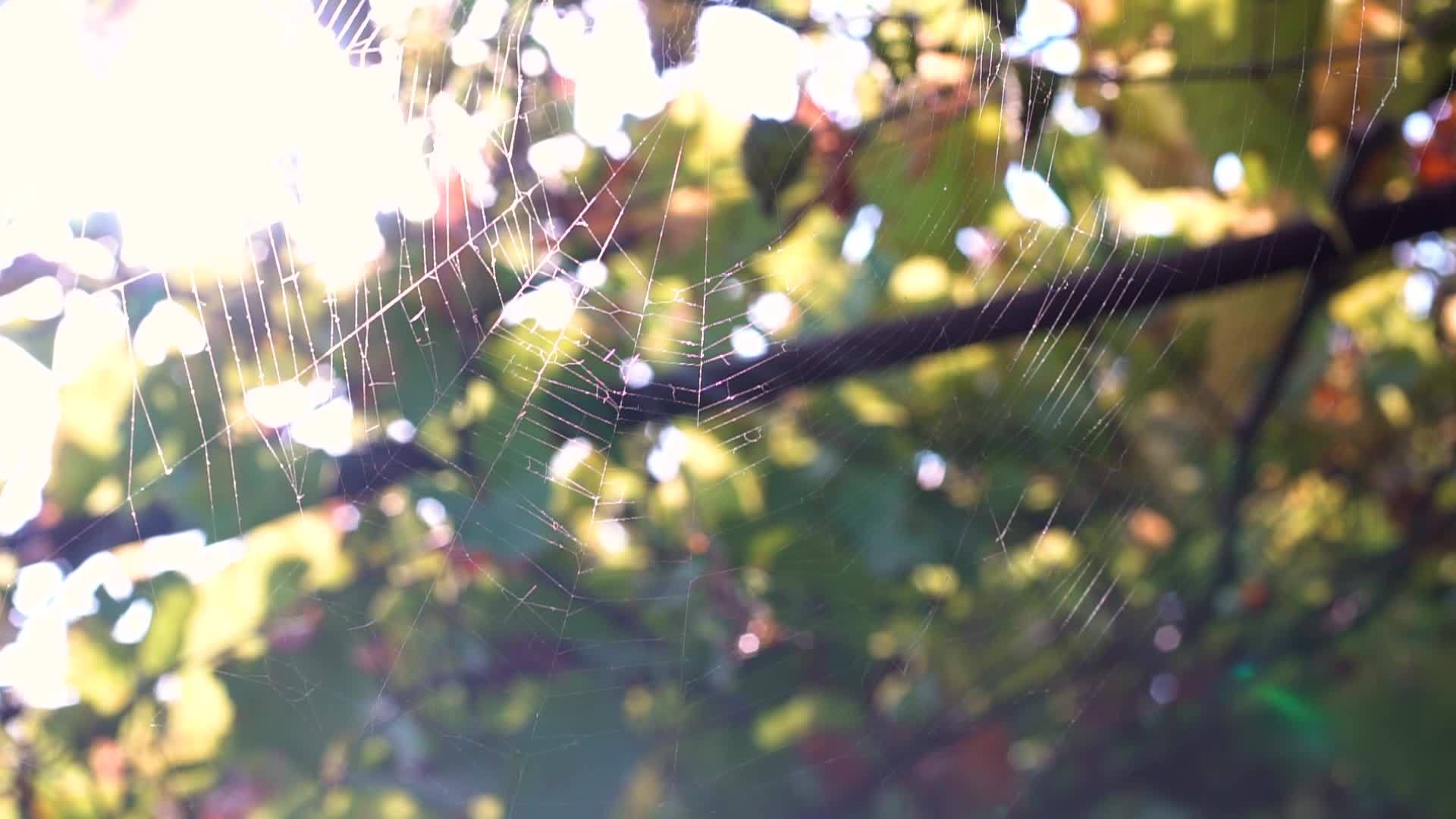 蜘蛛网被风中的蜘蛛网编织在风中视频的预览图