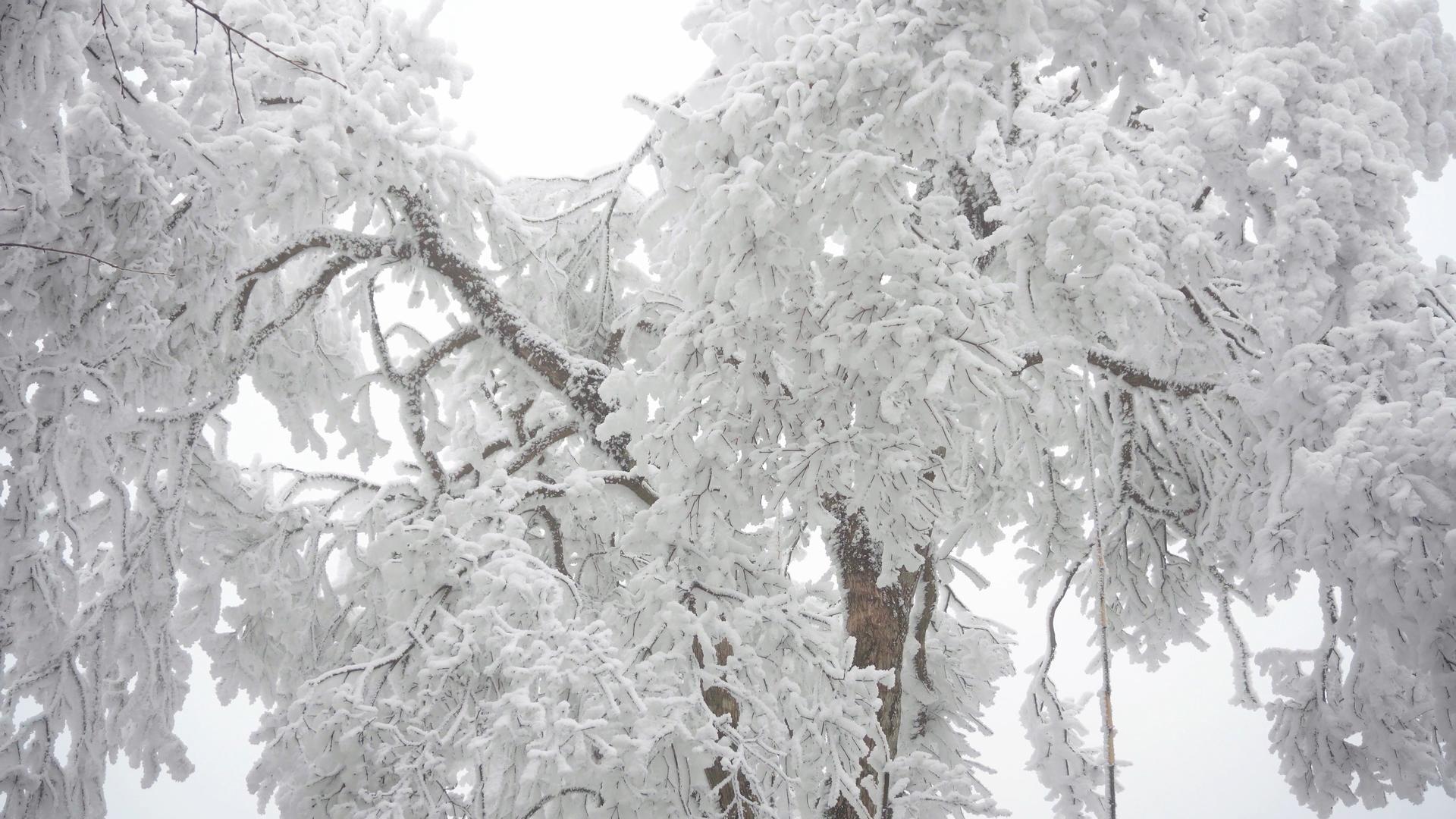 4K实拍唯美被冰雪包裹的树视频素材视频的预览图
