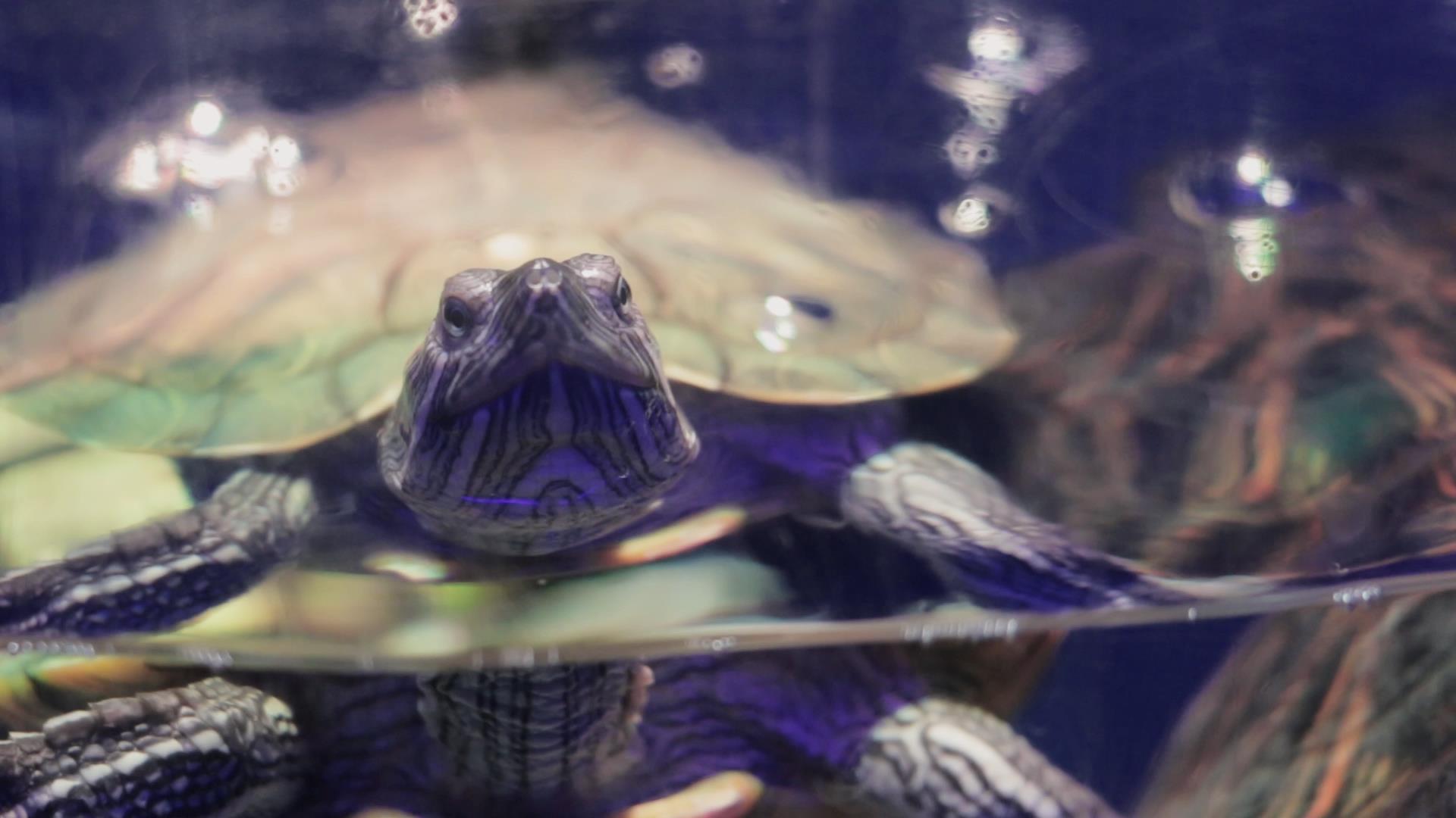 巴西龟实拍视频素材视频的预览图