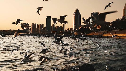 青岛栈桥海鸥日落风景超慢动作升级视频视频的预览图