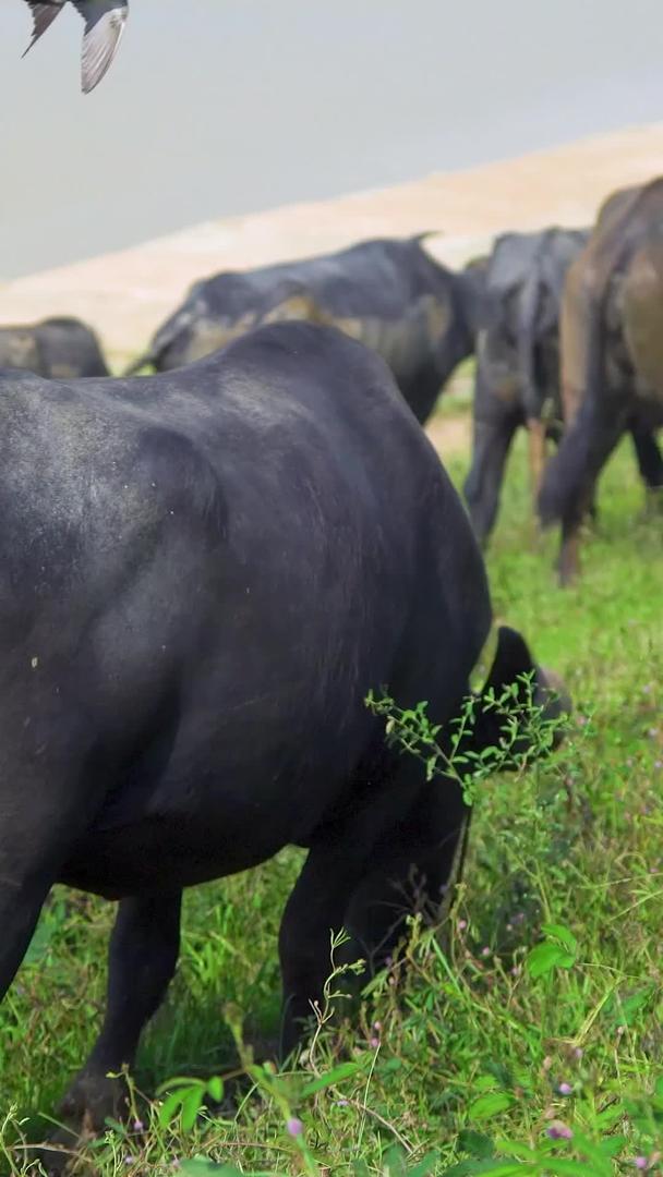 在牧场吃草的水牛视频视频的预览图