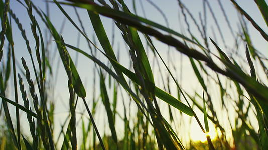 生动的绿草生长在自然环境中视频的预览图