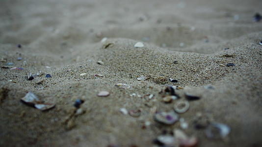 海滩贝壳的特写视频的预览图