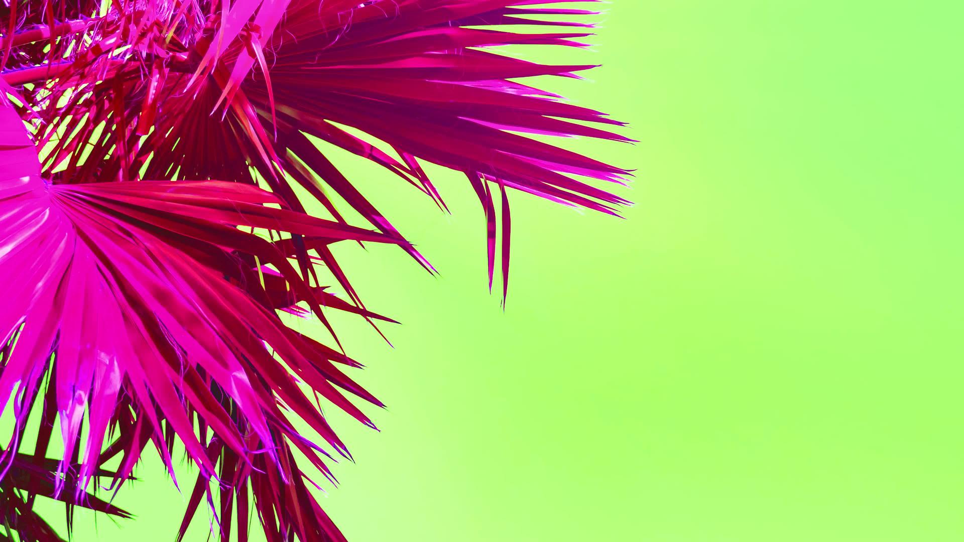 抽象的背景在棕榈树和天空的背景上闪烁着光芒视频的预览图