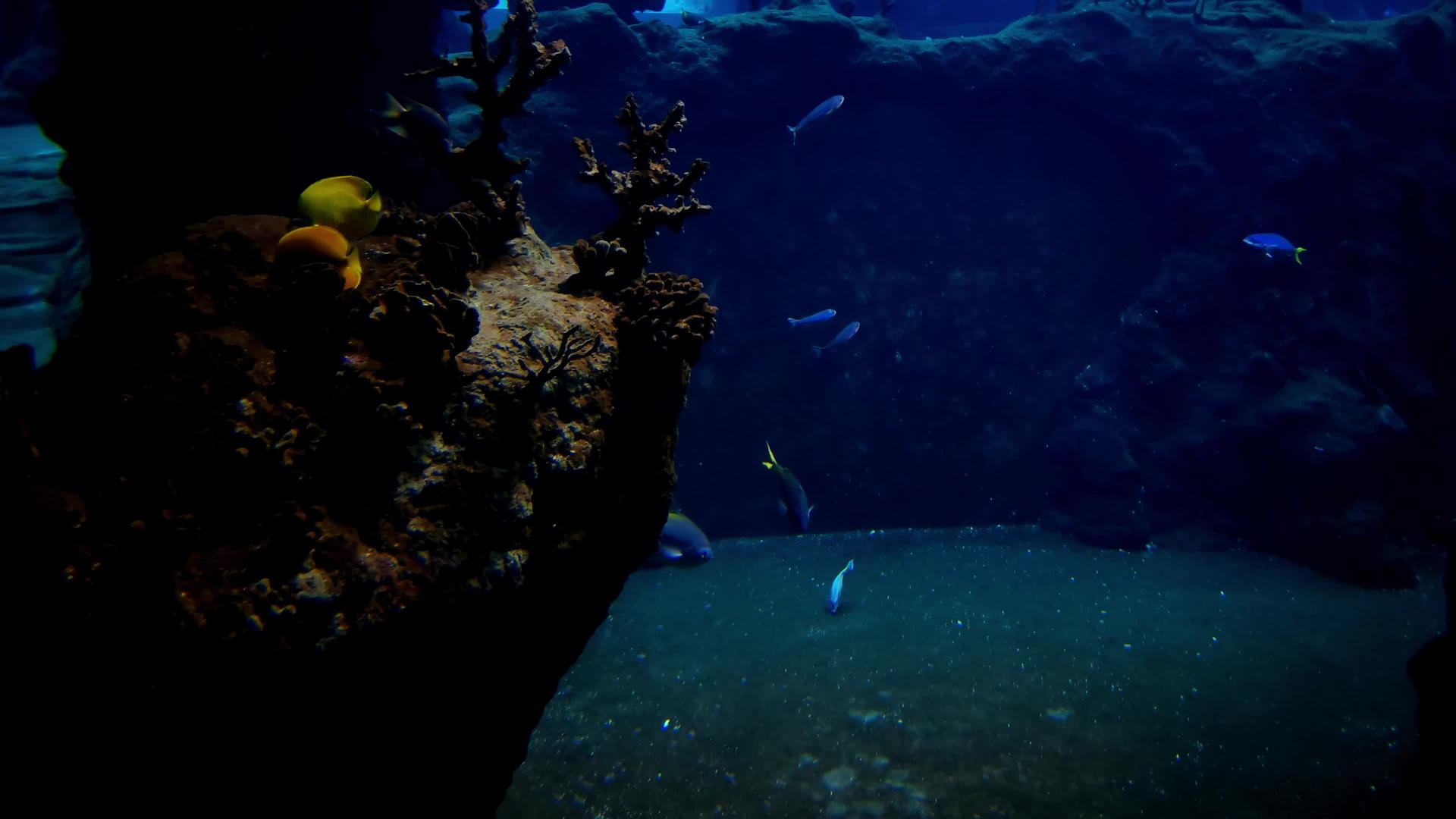 美丽的小鱼在深水中游泳视频的预览图