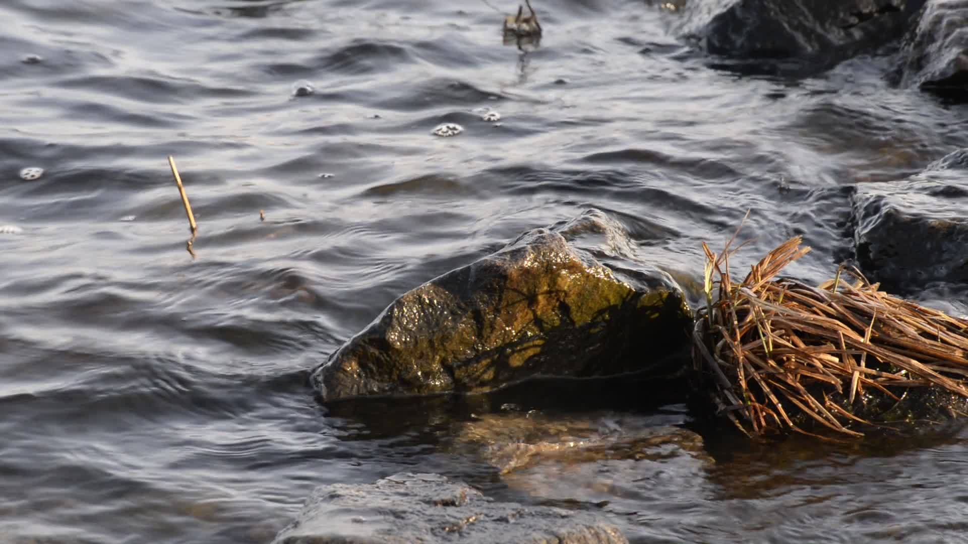 河里的石头和草木视频的预览图
