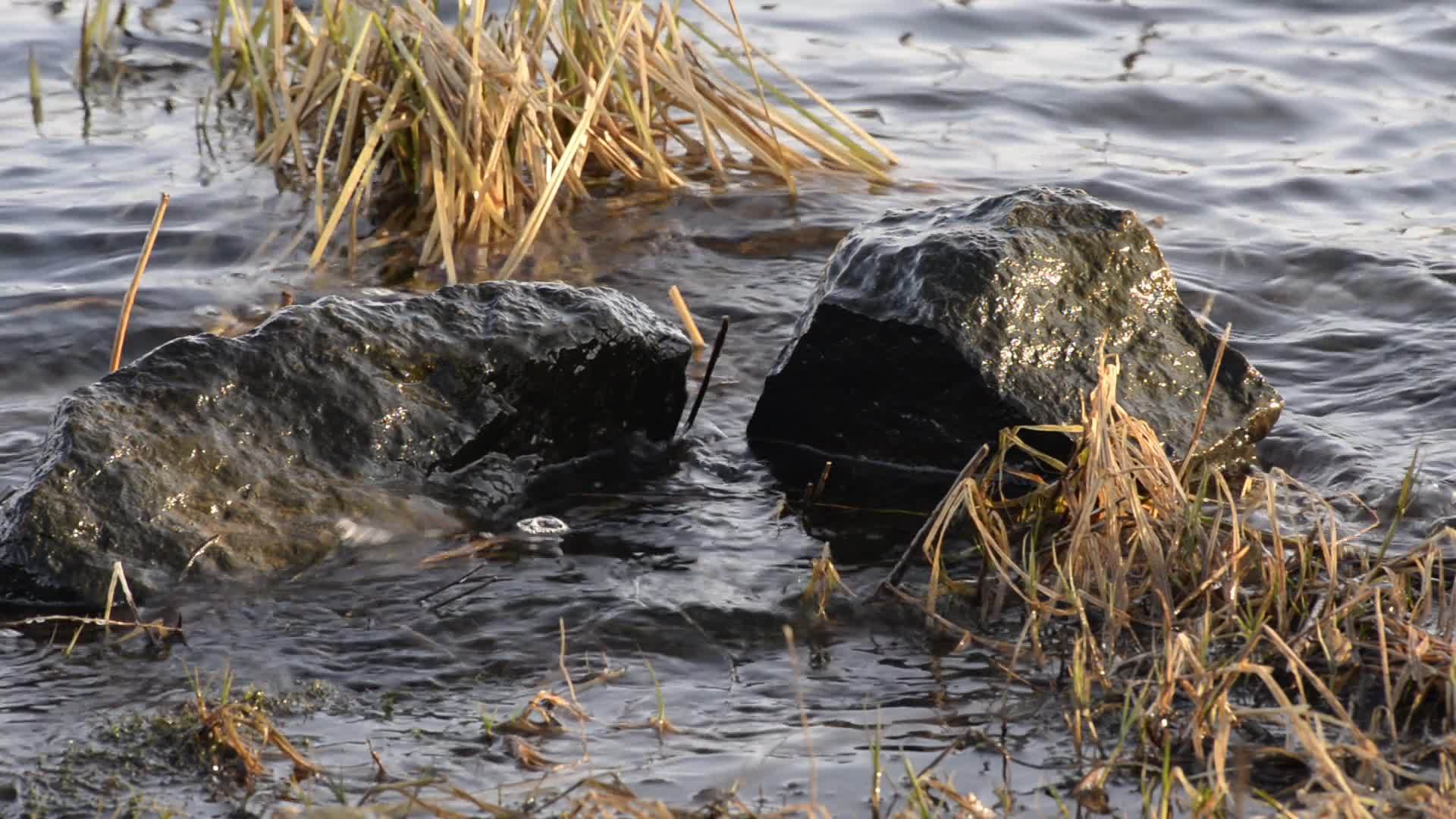 河里的石头和草木视频的预览图