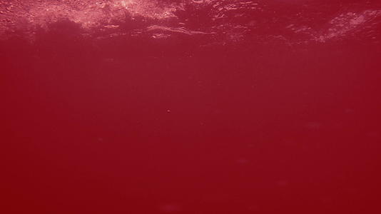 抽象的红色液体气泡在运动中波动视频的预览图