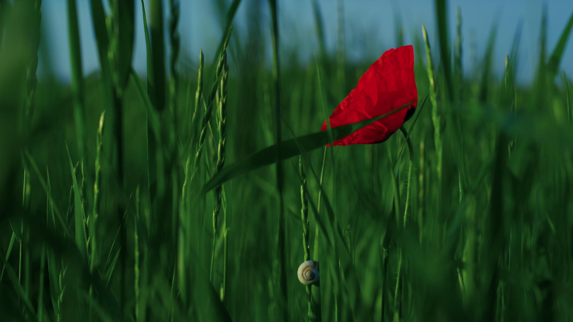 特写镜头红花盛开蜗牛绿草地视频的预览图