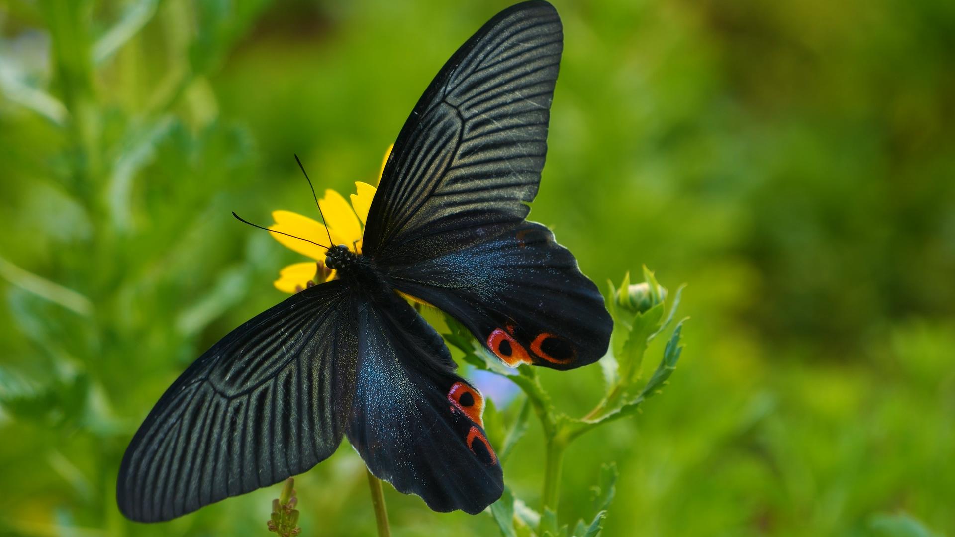 蝴蝶在草丛中视频的预览图