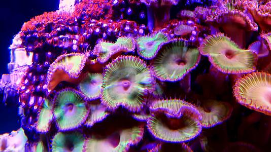 绿色和白色条状聚苯乙烯松生在海水下摇晃的彩色按钮珊瑚视频的预览图