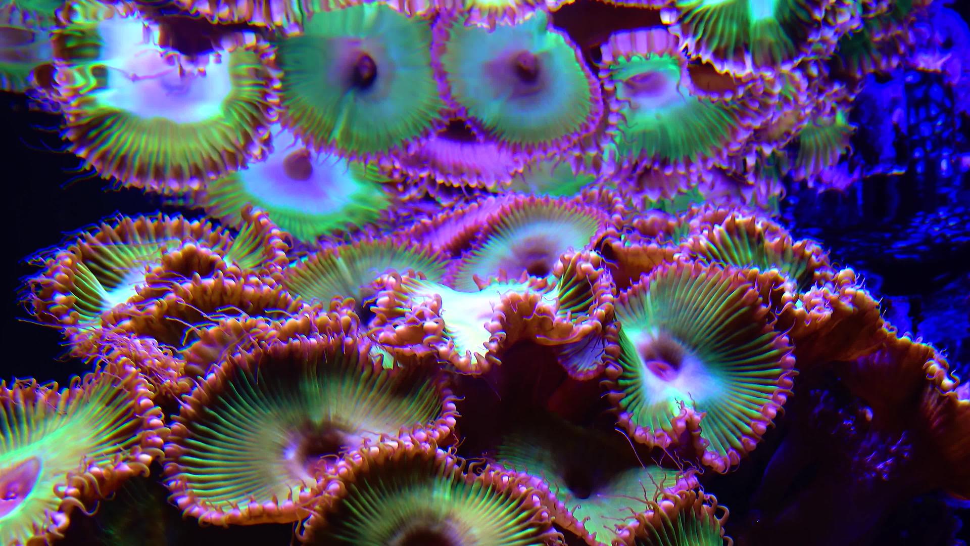 绿色和白色条状聚苯乙烯松生在海水下摇晃的彩色按钮珊瑚视频的预览图