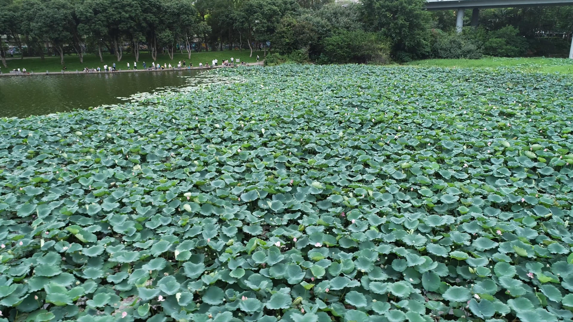 4K深圳洪湖公园荷花航拍视频的预览图