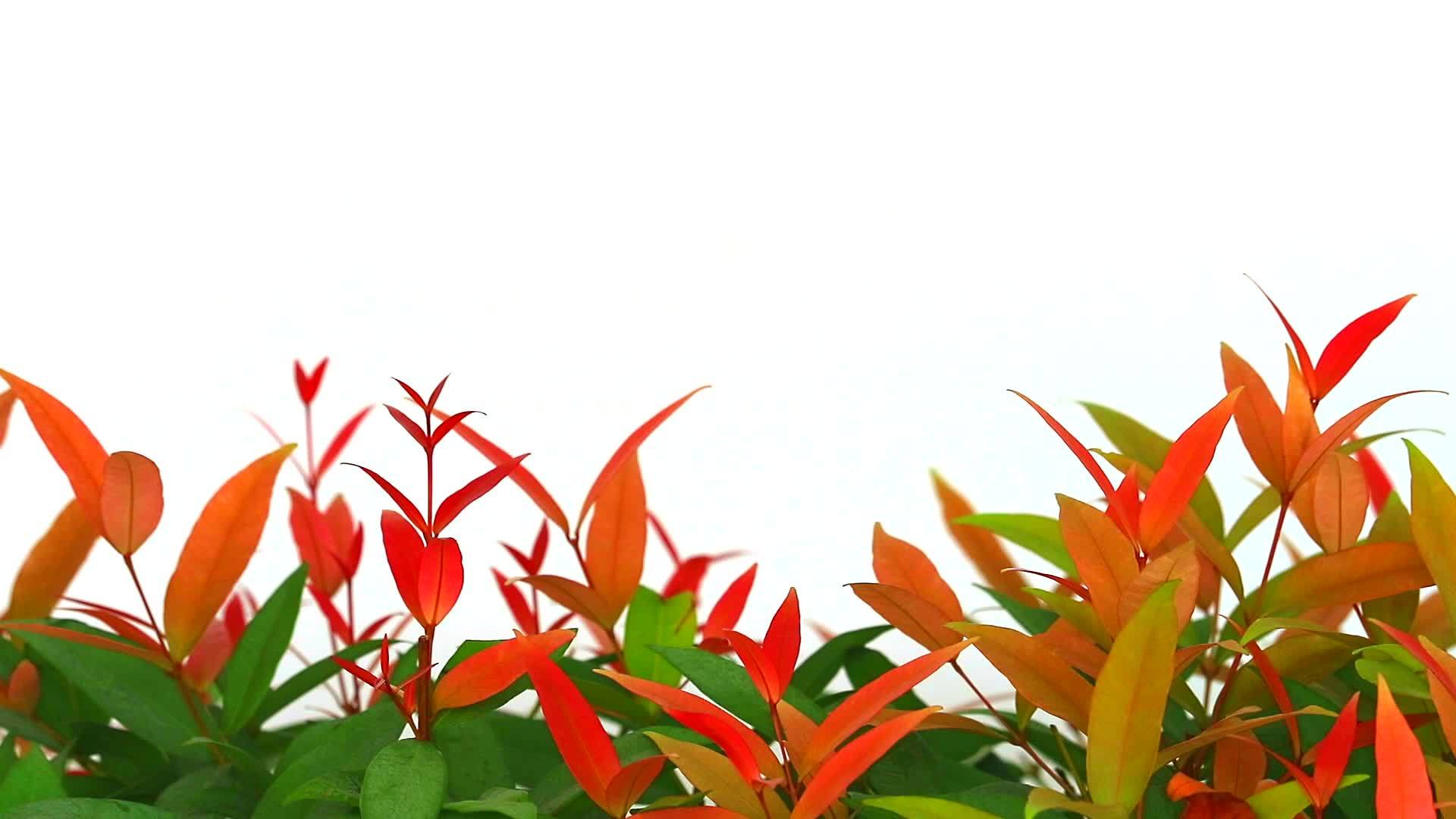 在雨季和白色物种的背景下克里斯蒂娜年轻的红叶是常绿的视频的预览图