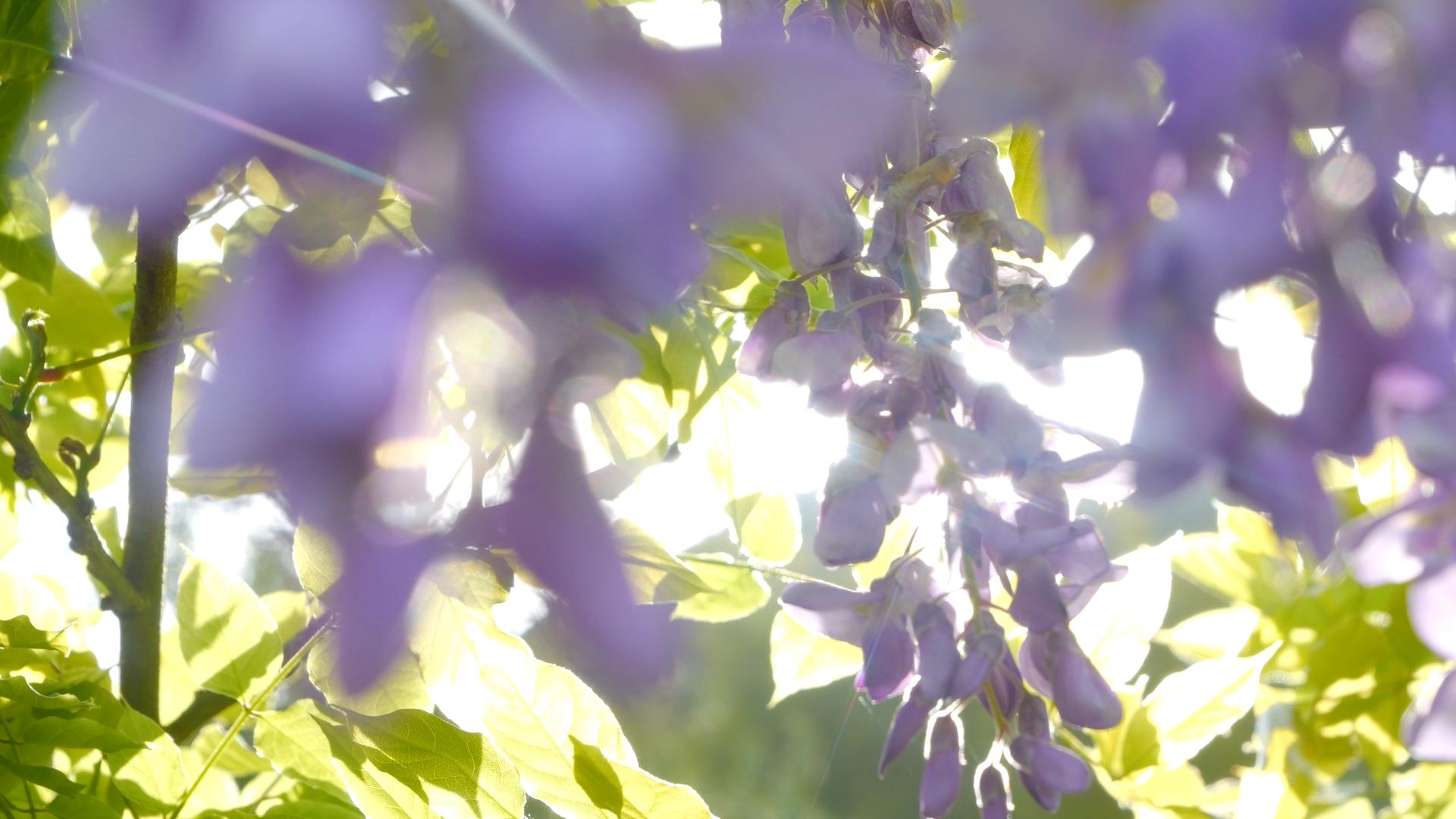 紫藤花在阳光下视频的预览图
