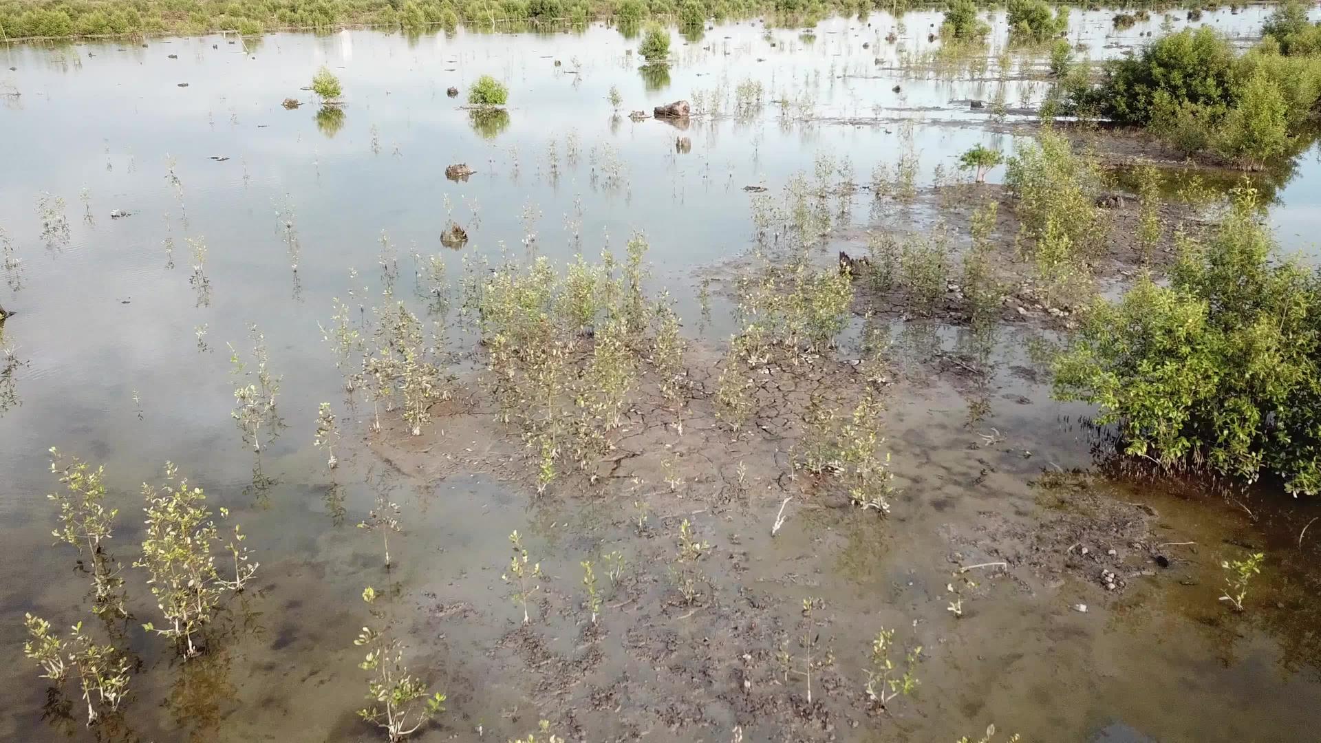 BatuKawan红树区附近的干旱土地视频的预览图
