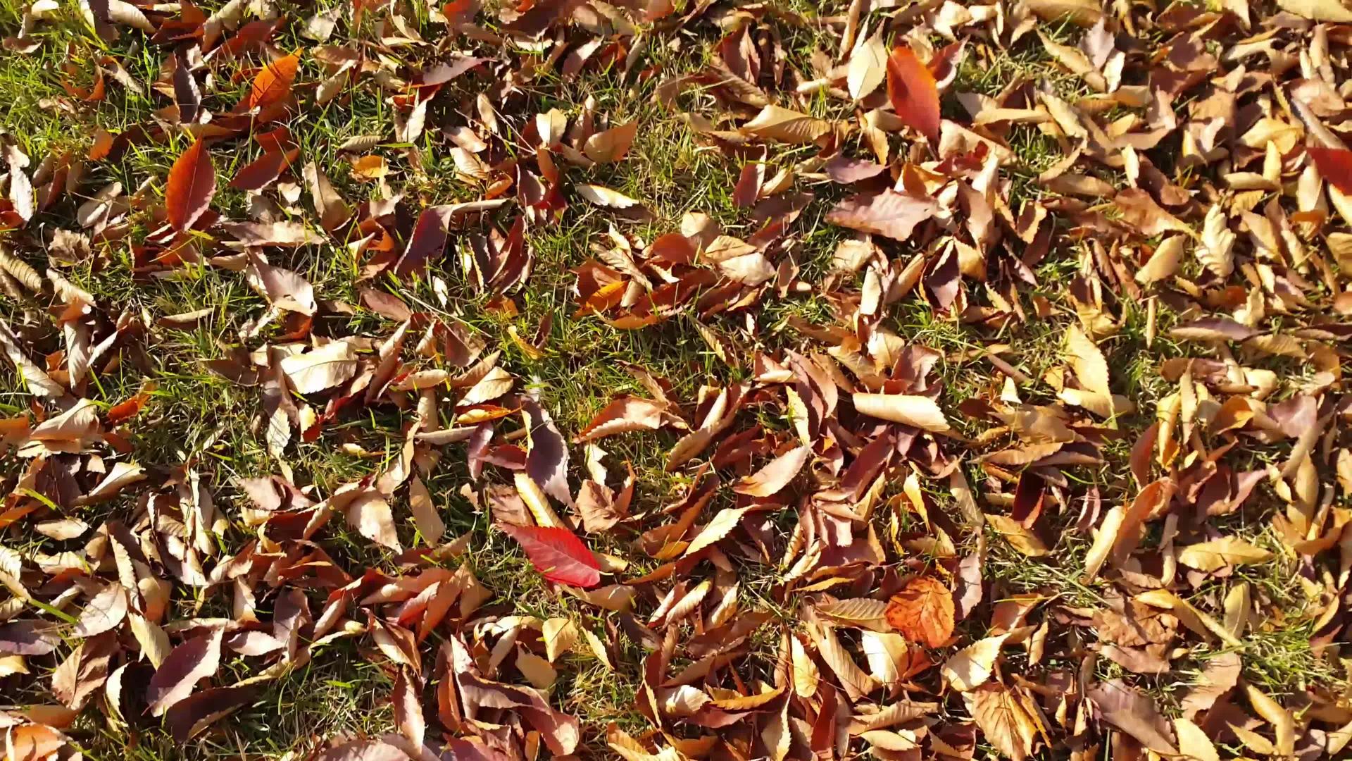 秋天的棕色干叶视频的预览图