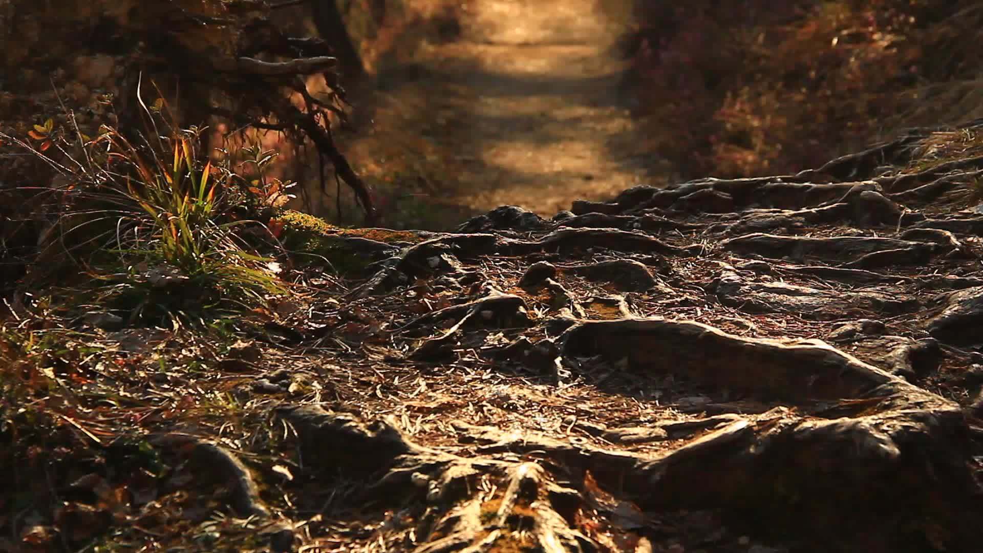植根于森林的树木视频的预览图