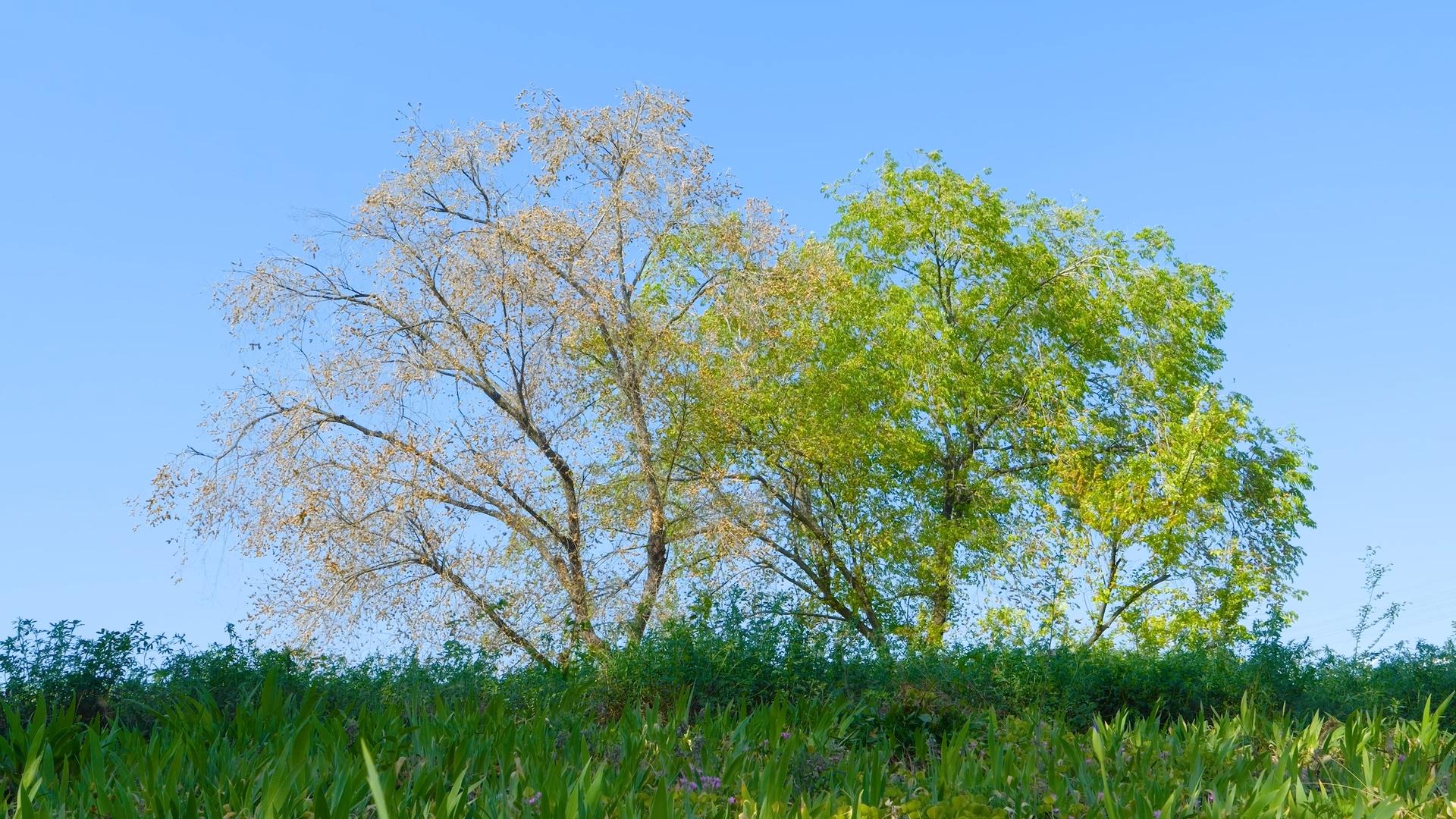 春天田野里随风摇曳的树木视频的预览图