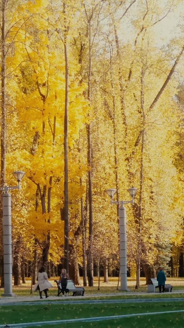 深秋植物园里的树叶树叶视频的预览图
