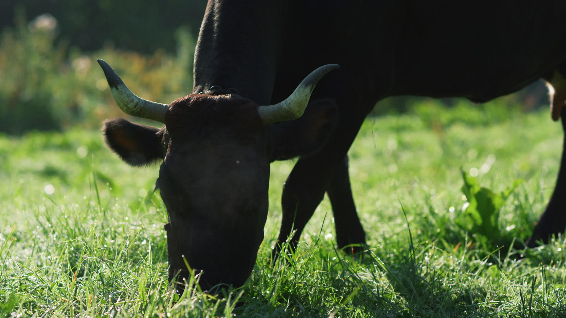 黑牛在山谷里吃绿草视频的预览图