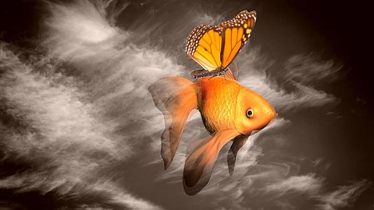 金鱼和蝴蝶视频的预览图