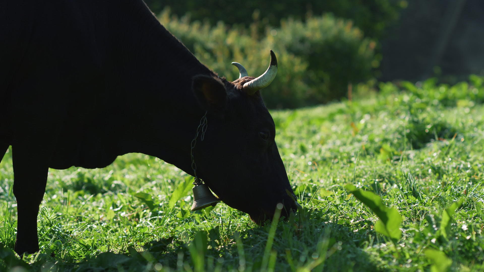 在山谷里吃绿草的牛视频的预览图