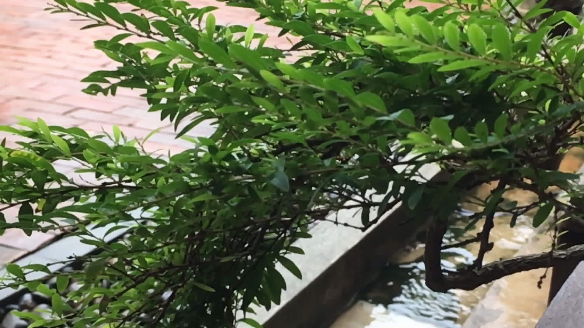 绿色植物饮用水和排水视频的预览图